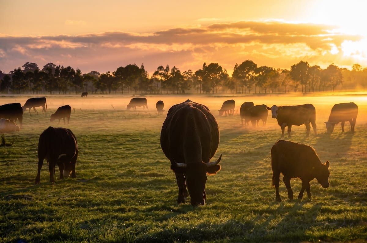 Cattle Grazing on the Working Ranch